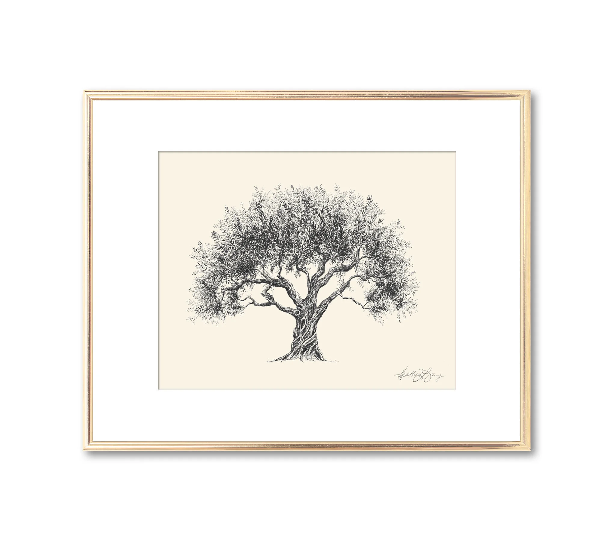 Olive Tree Pen and Ink Drawing - Fine Art Print by Heather L